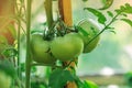 Field with green tomatoes. Bio garden with tomatoes plants. Unripe tomatoes hanging on the plant Royalty Free Stock Photo