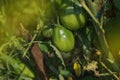 Field with green tomatoes. Bio garden with tomatoes plants. Unripe tomatoes hanging on the plant Royalty Free Stock Photo