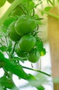 Healthy green vegetables. Bio garden with tomatoes plants. Unripe tomatoes hanging on the plant Royalty Free Stock Photo