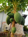 Unripe papaya fruit is green