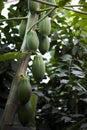 Unripe papaya fruits tree in gardenhose, close-up, agriculture concept, healthy food concept Royalty Free Stock Photo