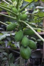 Unripe papaya fruits tree in gardenhose, close-up, agriculture concept, healthy food concept Royalty Free Stock Photo