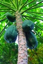 Unripe papaya hanging on a tree.