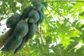 Unripe papayas tree green background