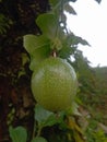 Unripe passion fruit hanging on the tree Royalty Free Stock Photo