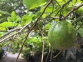unripe passion fruit that still hangs on the tree Royalty Free Stock Photo