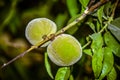 Unripe peaches on the tree Royalty Free Stock Photo