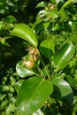 Unripe pears on a branch with green leaves Royalty Free Stock Photo