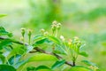 Unripe pears on a branch Royalty Free Stock Photo