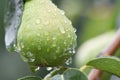 The unripe pears on the tree in orchard. Droplets on the fruits. Harvesting