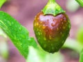 Unripe pepper