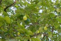 Unripe Persimmon fruits on persimmon tree Royalty Free Stock Photo