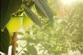 Unripe persimmon on tree branch Royalty Free Stock Photo