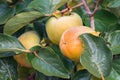 Unripe persimmon on tree, in the season & fresh green leaves Royalty Free Stock Photo