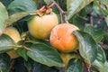 Unripe persimmon on tree, in the season & fresh green leaves Royalty Free Stock Photo