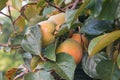 Unripe persimmon on tree, in the season & fresh green leaves Royalty Free Stock Photo