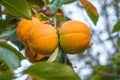 Unripe persimmon on tree, in the season & fresh green leaves Royalty Free Stock Photo