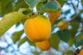 Unripe persimmon on tree, in the season & fresh green leaves Royalty Free Stock Photo