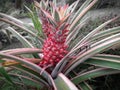 The Unripe pineapple