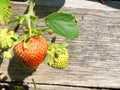 Unripe pink strawberry on a wooden background. Cultivation strawberries on a PYO farm. Royalty Free Stock Photo