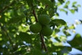 Unripe plum fruits in plum tree