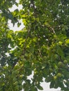 Unripe plums on a branch of a plum tree Royalty Free Stock Photo