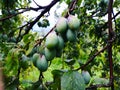 Unripe plums on a branch after rain with water droplets