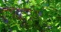 Unripe plums on the branch of a tree. Close up fruits. Plum variety is top hit. Eco ripening on the tree in the orchard