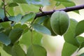 Unripe plums hanging in the plum tree