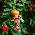 Unripe pomegranate grows on a tree Royalty Free Stock Photo