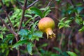 Unripe pomegranate on a tree branch in a field under the sunlight with a blurry background Royalty Free Stock Photo