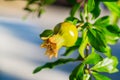 Unripe pomegranate in a tree Royalty Free Stock Photo