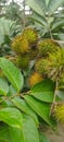 Unripe Rambutan Fruits on a Tree Branch Royalty Free Stock Photo