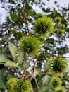 Unripe rambutan. Green fruity background.