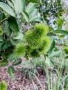 Unripe rambutan. Green fruity background.