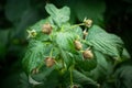 Unripe raspberry fruits in the forest.