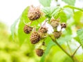 Unripe raspberry hanging on bush with fresh green leaves