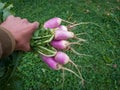 Unripe or raw turnips in the garden. Fresh and green vegetable. View from above