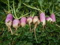 Unripe or raw turnips in the garden. Fresh and green vegetable. View from above