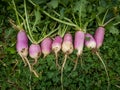 Unripe or raw turnips in the garden. Fresh and green vegetable. View from above