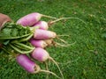 Unripe or raw turnips in the garden. Fresh and green vegetable. View from above