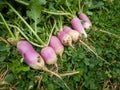 Unripe or raw turnips in the garden. Fresh and green vegetable. View from above