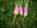 Unripe or raw turnips in the garden. Fresh and green vegetable. View from above