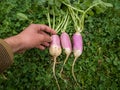 Unripe or raw turnips in the garden. Fresh green vegetables.