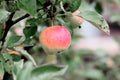 Unripe red apple with waterdrops close-up. Selective color effect Royalty Free Stock Photo