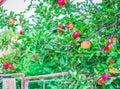 Unripe red apples, Orchard. Young apple tree. Ripe fruit harvest Royalty Free Stock Photo