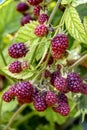 Unripe red berries of a blackberry ripening on a branch in the garden. Blackberry berries strengthen the immune system. Healthy Royalty Free Stock Photo