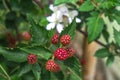 Unripe red blackberry fruit - shallow depth of field with leaves Royalty Free Stock Photo