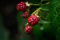 Unripe red blackberry growing in the garden. Selective focus