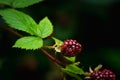 Unripe red blackberry growing in the garden. Selective focus